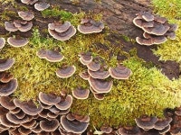 Turkeytail Fungus (Trametes versicolor) © Lairich Rig cc-by-sa/2.0 :: Geograph Britain and Ireland Turkeytail Fungus (Trametes... 