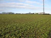 Root crop on Ridge Hill © Pauline E :: Geograph Britain and Ireland Root crop on Ridge Hill &copy; Pauline E
