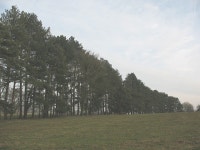 Windbreak near Charing © Stephen Craven :: Geograph Britain and Ireland Windbreak near Charing &copy; Stephen Craven