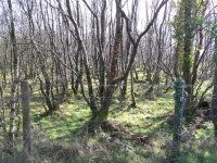 Copse, Arvalee (C) Kenneth  Allen :: Geograph Britain and Ireland Copse, Arvalee (C) Kenneth  Allen