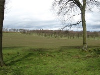 Farm land and wood strip near Little... © James Denham cc-by-sa/2.0 :: Geograph Britain and Ireland Farm land and wood strip... 