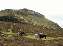 Eriskay ponies on Holy Isle © Eileen Henderson cc-by-sa/2.0 :: Geograph Britain and Ireland Eriskay ponies on Holy Isle... 