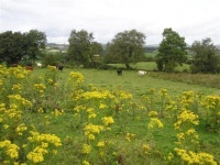 Ragwort, Moyle Glebe (C) Kenneth  Allen :: Geograph Britain and Ireland Ragwort, Moyle Glebe (C) Kenneth  Allen