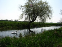 Swans at Foston Beck © Africa Gomez cc-by-sa/2.0 :: Geograph Britain and Ireland Swans at Foston Beck &copy; Africa Gomez cc-by... 