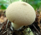 Fungus, Hillsborough forest (09-7) © Albert Bridge cc-by-sa/2.0 :: Geograph Britain and Ireland Fungus, Hillsborough forest (09... 