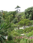 Abbey Gardens, Tresco, Scilly © John Rostron :: Geograph Britain and Ireland Abbey Gardens, Tresco, Scilly &copy; John Rostron