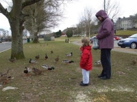 Feeding the birds, Enniskillen (C) Kenneth  Allen :: Geograph Britain and Ireland Feeding the birds, Enniskillen (C) Kenneth  Allen