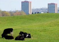 Field and cattle near the Giants Ring,... © Albert Bridge :: Geograph Britain and Ireland Field and cattle near the Giants... 