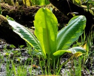 American skunk cabbage, Hillsborough... © Albert Bridge :: Geograph Britain and Ireland American skunk cabbage, Hillsborough...... 