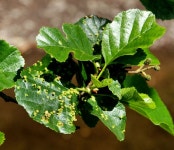 Alder leaves and galls, Minnowburn,... © Albert Bridge :: Geograph Britain and Ireland Alder leaves and galls, Minnowburn,...... 