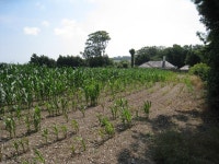 Corn Field off Church Lane © Oast House Archive :: Geograph Britain and Ireland Corn Field off Church Lane &copy; Oast House Archive