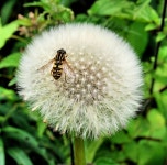 Dandelion near Dunmurry © Albert Bridge cc-by-sa/2.0 :: Geograph Britain and Ireland Dandelion near Dunmurry &copy; Albert... 