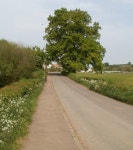 Mighty oak at southern edge of Dingestow © Jaggery :: Geograph Britain and Ireland Mighty oak at southern edge of Dingestow... 