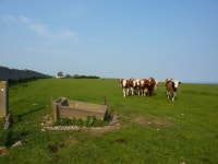 Island cattle © Peter Barr :: Geograph Britain and Ireland Island cattle &copy; Peter Barr