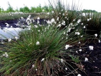 Bog cotton, Cloghfin © Kenneth  Allen cc-by-sa/2.0 :: Geograph Britain and Ireland Bog cotton, Cloghfin &copy; Kenneth  Allen cc... 