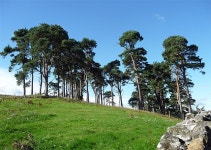 Tinkers Plantation, Callaly © Stephen Richards :: Geograph Britain and Ireland Tinkers Plantation, Callaly &copy; Stephen Richards