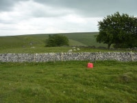 Dry stone walls, sheep, trees and a red... © Peter Barr :: Geograph Britain and Ireland Dry stone walls, sheep, trees and a red.... 