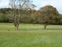 Brown trees on coast near Mountcharles © louise price :: Geograph Britain and Ireland Brown trees on coast near Mountcharles... 