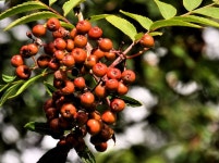 Rowan berries, Minnowburn, Belfast... © Albert Bridge :: Geograph Britain and Ireland Rowan berries, Minnowburn, Belfast...... 