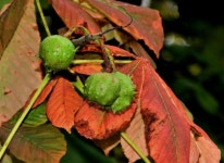 Chestnuts, Holywood © Albert Bridge :: Geograph Britain and Ireland Chestnuts, Holywood &copy; Albert Bridge