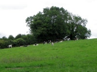 Cattle near Stowell © Maigheach-gheal :: Geograph Britain and Ireland Cattle near Stowell &copy; Maigheach-gheal