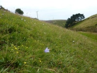 Harebells, Oakenclough © Peter Barr cc-by-sa/2.0 :: Geograph Britain and Ireland Harebells, Oakenclough &copy; Peter Barr cc-by... 