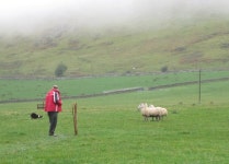 Dog versus sheep, Manor © Jim Barton :: Geograph Britain and Ireland Dog versus sheep, Manor &copy; Jim Barton