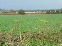 Yellow field alongside the Chesterfield... © Christine Johnstone :: Geograph Britain and Ireland Yellow field alongside the... 