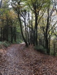 Track through woodland plantations above... © David Smith cc-by-sa/2.0 :: Geograph Britain and Ireland Track through woodland... 