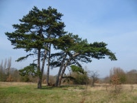 On Dartford Heath © Marathon :: Geograph Britain and Ireland On Dartford Heath &copy; Marathon