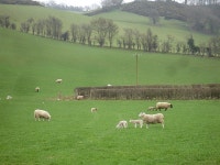 Ewes and lambs north of Llandyssil © Penny Mayes :: Geograph Britain and Ireland Ewes and lambs north of Llandyssil &copy; Penny... 