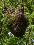 Bee swarm in hawthorn tree © Richard Law cc-by-sa/2.0 :: Geograph Britain and Ireland Bee swarm in hawthorn tree &copy; Richard... 