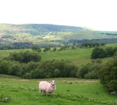Sheep country © Gordon Hatton cc-by-sa/2.0 :: Geograph Britain and Ireland Sheep country &copy; Gordon Hatton cc-by-sa/2.0