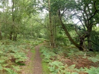Path on Puttenham Common © Robin Webster cc-by-sa/2.0 :: Geograph Britain and Ireland Path on Puttenham Common &copy; Robin... 