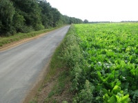 Sugar beet crop beside East Winch Road © Evelyn Simak :: Geograph Britain and Ireland Sugar beet crop beside East Winch Road... 