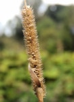 Grass seed head, Drumbeg, Dunmurry (1) © Albert Bridge cc-by-sa/2.0 :: Geograph Britain and Ireland Grass seed head, Drumbeg... 