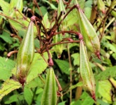 Himalayan balsam seed pods, Belfast © Albert Bridge cc-by-sa/2.0 :: Geograph Britain and Ireland Himalayan balsam seed pods... 
