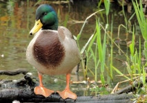 Mallard, Lagan towpath, Belfast (2) (C) Albert Bridge :: Geograph Britain and Ireland Mallard, Lagan towpath, Belfast (2) (C)... 