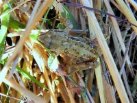 Frog, Dergmoney Upper © Kenneth Allen :: Geograph Britain and Ireland Frog, Dergmoney Upper &copy; Kenneth  Allen