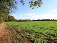 Fields south of Camp Lane © David P Howard cc-by-sa/2.0 :: Geograph Britain and Ireland Fields south of Camp Lane &copy; David P... 