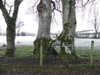 United trees, Bracky © Kenneth Allen :: Geograph Britain and Ireland United trees, Bracky &copy; Kenneth  Allen