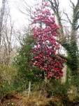 Ardnamona Wood – ‘Rhododendron arboreum’... © D Gore :: Geograph Britain and Ireland Ardnamona Wood – ‘Rhododendron... 