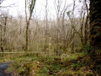 Ardnamona Wood – Public Path laid by the... © D Gore :: Geograph Britain and Ireland Ardnamona Wood – Public Path laid by... 
