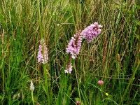 Common Spotted Orchid, Drumlish © Kenneth Allen :: Geograph Britain and Ireland Common Spotted Orchid, Drumlish &copy; Kenneth... 