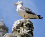 Gull and statue, Belfast © Albert Bridge :: Geograph Britain and Ireland Gull and statue, Belfast &copy; Albert Bridge
