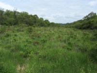 Forest Clearing in Choille Mhór © Chris Heaton :: Geograph Britain and Ireland Forest Clearing in Choille Mhór &copy; Chris Heaton