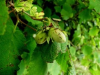 Wild hazelnuts, Lackagh © Kenneth Allen :: Geograph Britain and Ireland Wild hazelnuts, Lackagh &copy; Kenneth  Allen