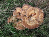 Fungus, Drumquin © Kenneth Allen cc-by-sa/2.0 :: Geograph Britain and Ireland Fungus, Drumquin &copy; Kenneth  Allen cc-by-sa/2.0