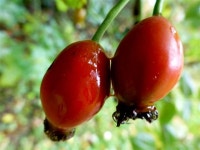 Rose hips, Riverview © Kenneth Allen cc-by-sa/2.0 :: Geograph Britain and Ireland Rose hips, Riverview &copy; Kenneth  Allen cc... 