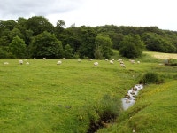 Stream and sheep © Stephen Craven :: Geograph Britain and Ireland Stream and sheep &copy; Stephen Craven